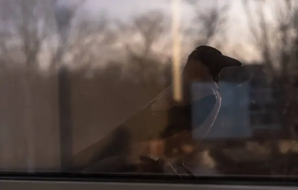 Cuervo está fuera de la ventana —  Fotos de Stock