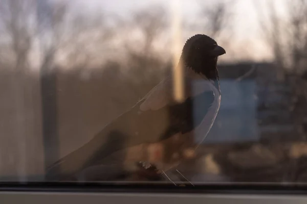 Il corvo è fuori dalla finestra — Foto Stock
