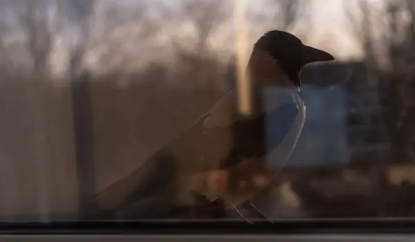 Vrána je za oknem — Stock fotografie