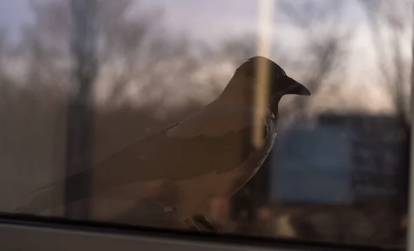 Cuervo está fuera de la ventana — Foto de Stock