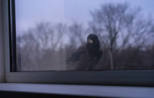 Crow is outside the window — 图库照片