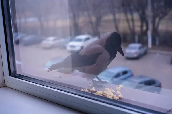 Cuervo está fuera de la ventana — Foto de Stock