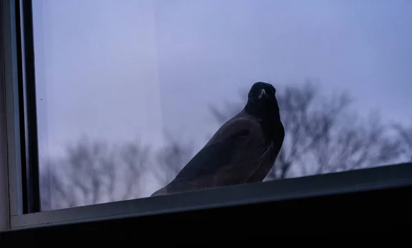 Cuervo está fuera de la ventana — Foto de Stock