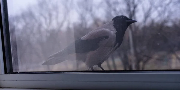 Crow is outside the window — Stock Photo, Image