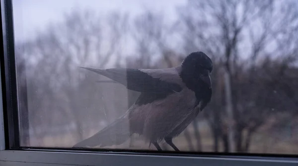 Cuervo está fuera de la ventana — Foto de Stock