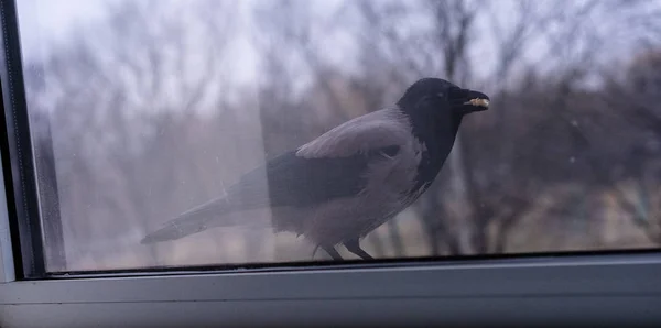 Crow is outside the window — ストック写真