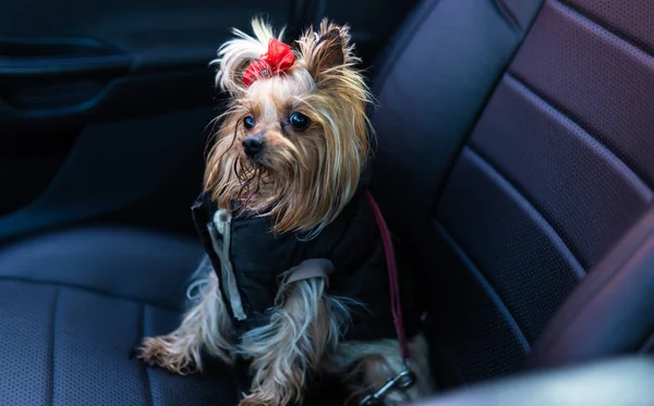 Yorkshire Terrier dog in clothes sits in a car