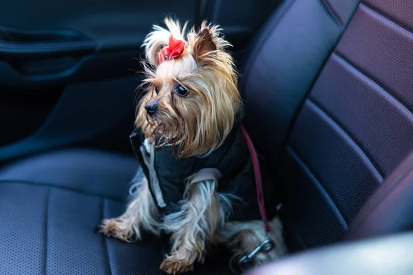 Yorkshire Terrier dog in clothes sits in a car