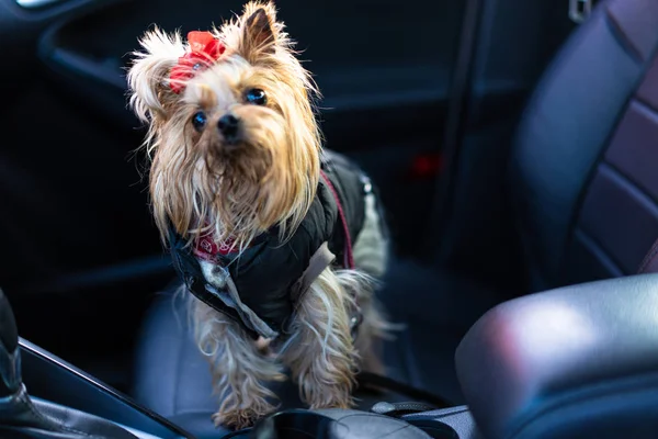 Yorkshire Terrier dog in clothes sits in a car