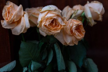 siyah bir zemin üzerine kuru güller