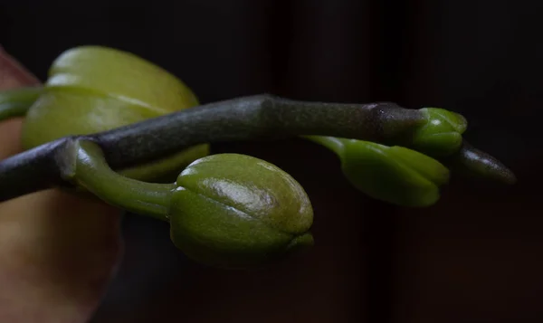 Цветок Бутон Архидеи Макрофотография — стоковое фото