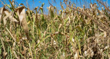 Kuru tarlalarda mısır yetişiyor.
