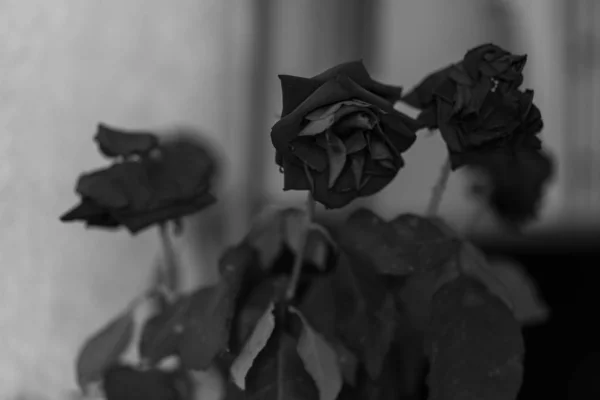Rosas Marchitas Negro Blanco Foto —  Fotos de Stock