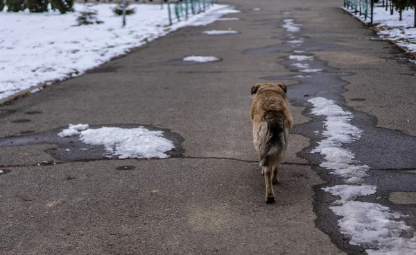 Homeless Dog Living Street Yawns — Stockfoto