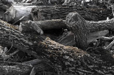 İnsanlar ağaçları ve dalları kesiyor.