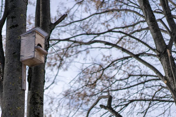 Birdhouse Ett Träd För Fåglar — Stockfoto