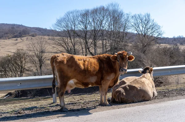 Due Mucche Sono Piedi Sul Lato Autostrada — Foto Stock