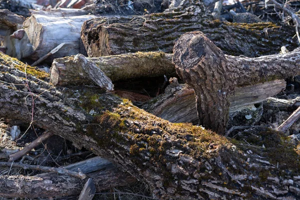 Człowiek Ścinał Drzewa Gałęzie — Zdjęcie stockowe