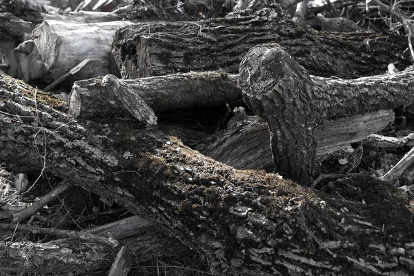 Man Cut Trees Branches — Stock Photo, Image