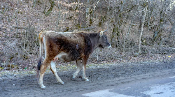 Корова Идет Обочине Дороги — стоковое фото