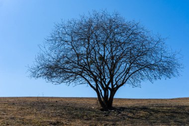 Gökyüzüne karşı tarladaki tek ağaç.