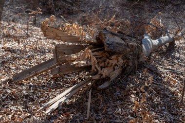 kesilen ağaç orman