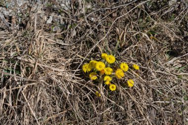 Baharda Tussilago kuru otların arasında yetişir.
