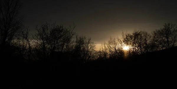 Solnedgång Bakgrunden Träd Och Himmel — Stockfoto