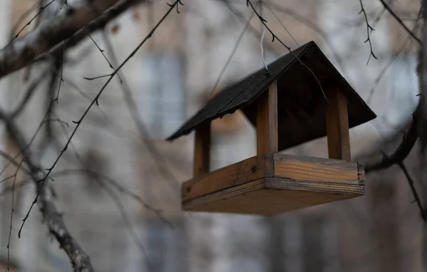 Bird Feeder Hanging Tree — Stock Photo, Image