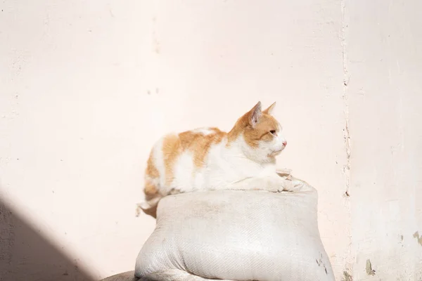 猫は日光浴に横たわっている — ストック写真