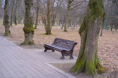 Baharın başında park bankında