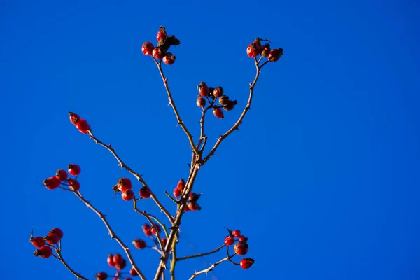 空に対する赤いバラの花 — ストック写真