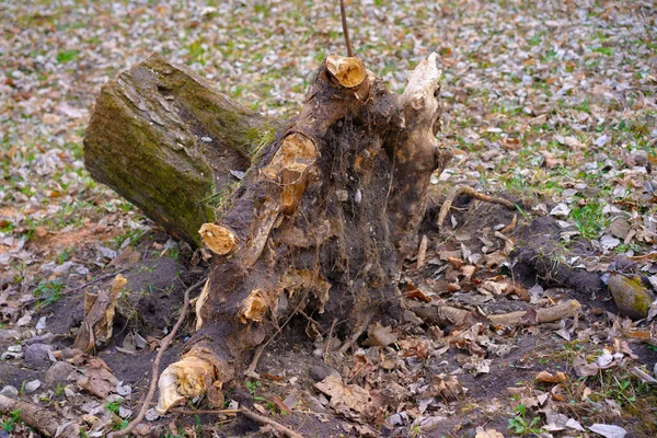 Stump Felled Tree Forest — Stock Photo, Image