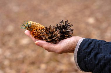 Genç ve yaşlı koniler avuçlarında