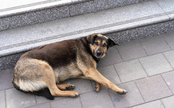 Obdachloser Hund Liegt Auf Der Straße — Stockfoto