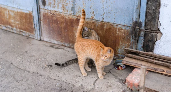 Dwa Bezpańskie Koty Ulicy — Zdjęcie stockowe