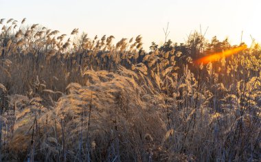 Bahar tarlasında gün batımı