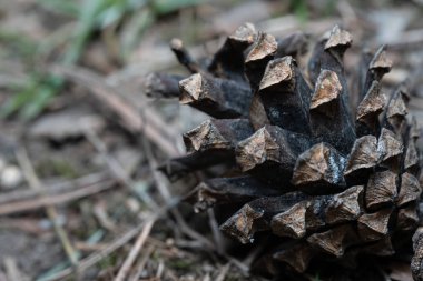Strobilus yerde yatıyor.