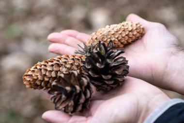 Genç ve yaşlı koniler avuçlarında