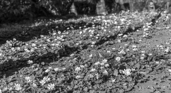 Поляна Цветами Черно Белое Фото — стоковое фото