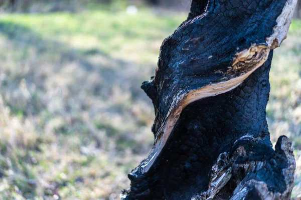 Spalone Drzewo Pozostawione Ziemi — Zdjęcie stockowe