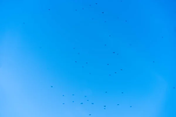 Enjambre Mosquitos Cielo — Foto de Stock