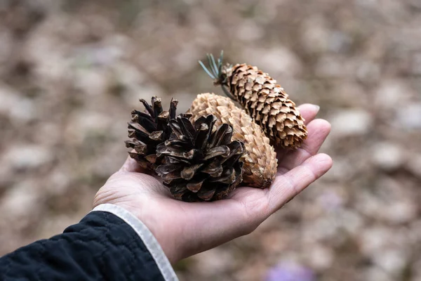 Cones Young Old Palm — Stock Photo, Image