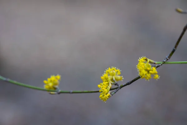 Fiori Gialli Primavera Albero — Foto Stock