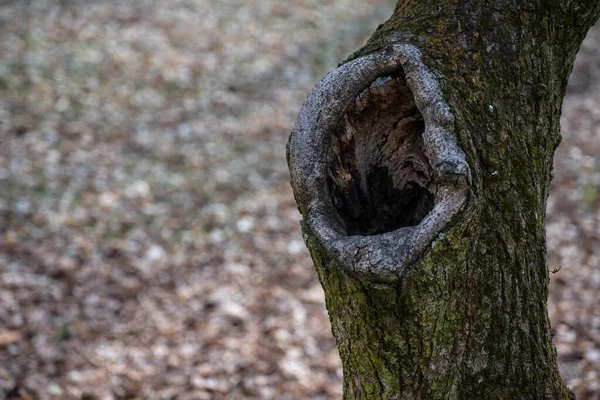 Stort Hål Trädet — Stockfoto