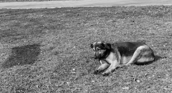 Obdachloser Hund Liegt Gras — Stockfoto