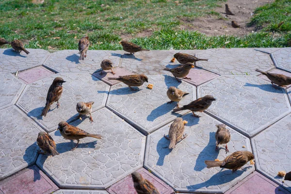 Sparrows Eat Bread Street — Stock Photo, Image