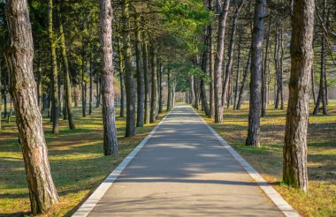Ağaçlı park çimenli ve patikalı