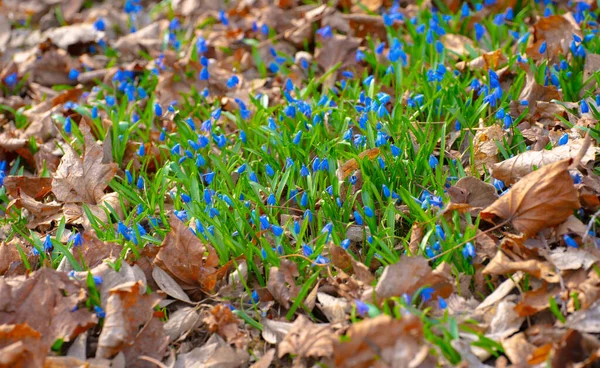 Scilla Spring Flowers Grow Dry Leaves — Stock Photo, Image