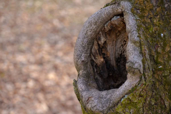 Wielka Dziura Drzewie — Zdjęcie stockowe